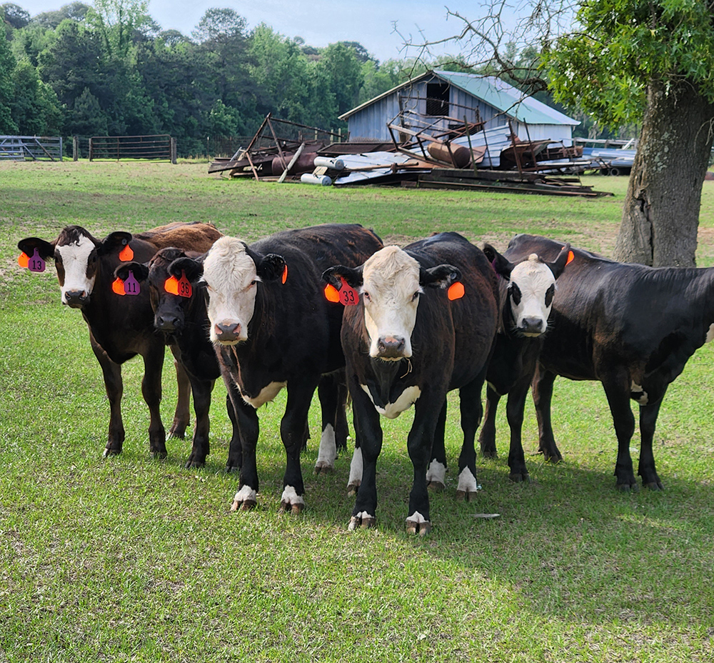 MT Farm Replacement Heifers